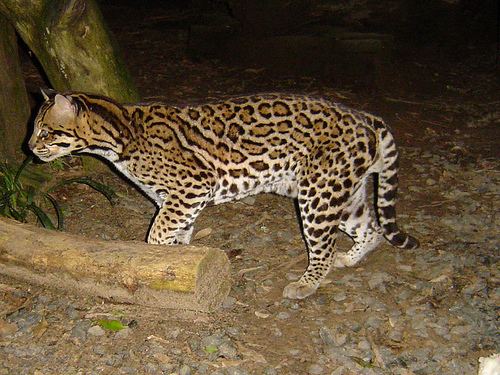 Leopardus Genus Leopardus iNaturalistorg