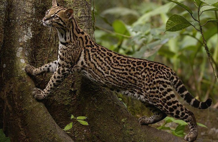 Leopardus 1000 images about Ocelot Leopardus pardalis on Pinterest Cats