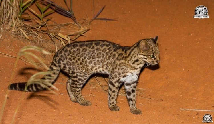 Leopardus guttulus GATO DO MATO Leopardus guttulus Biofaces Bring Nature Closer