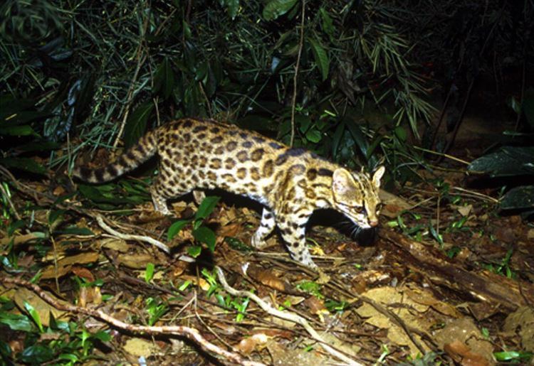 Leopardus guttulus Leopardus guttulus New Species of Wild Cat from Brazil Biology