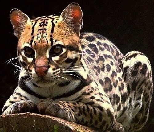 Leopardus guttulus A New Cat Species Was Recently Found In Brazil Hot Animal News