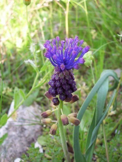 Leopoldia Generi della flora italiana Leopoldia