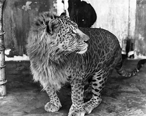 Leopon This Is A Leopon a Lion and Leopard crossbreed
