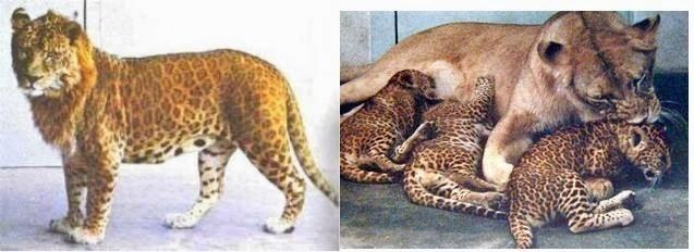 Leopon Amazing Leopon Cross Breed Of A Leopard Male And Lioness Most