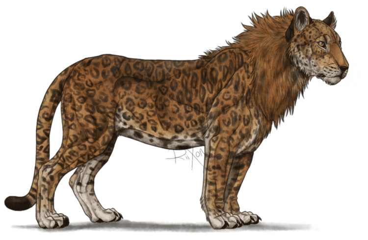 Leopon This Is A Leopon a Lion and Leopard crossbreed