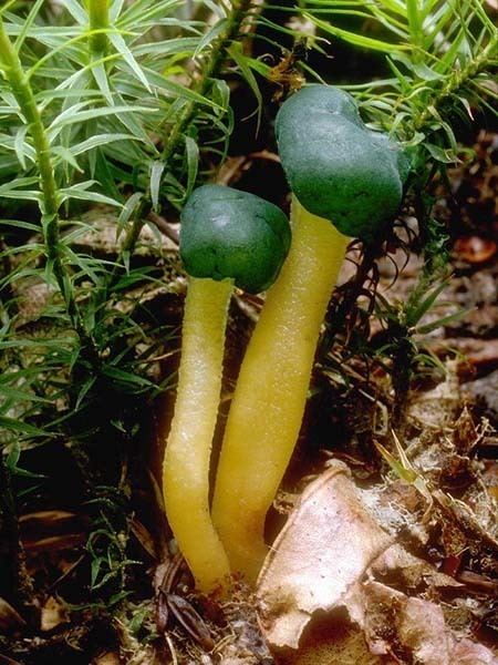 Leotia California Fungi Leotia viscosa