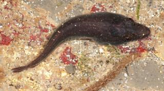 Lepadogaster Lepadogaster lepadogaster Shore Clingfish Discover Life