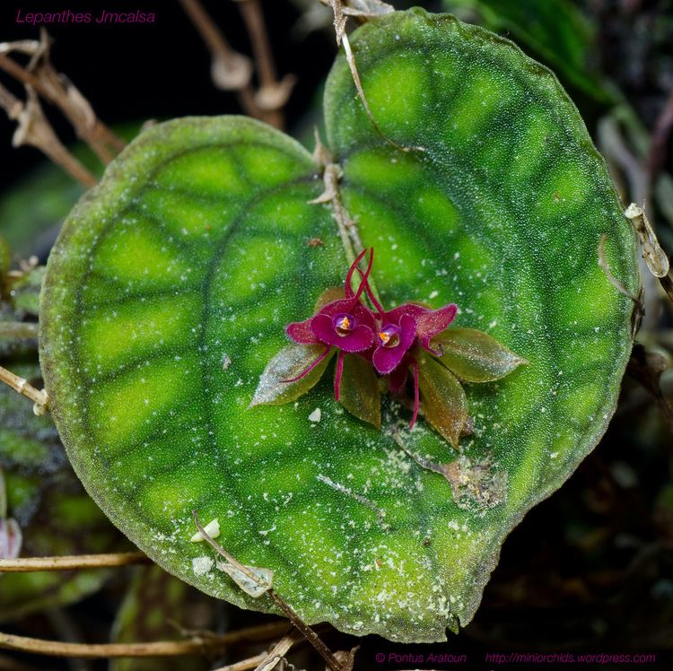 Lepanthes Lepanthes jmcalsa Miniature orchids