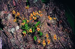 Lepanthes guatemalensis httpsuploadwikimediaorgwikipediacommonsthu