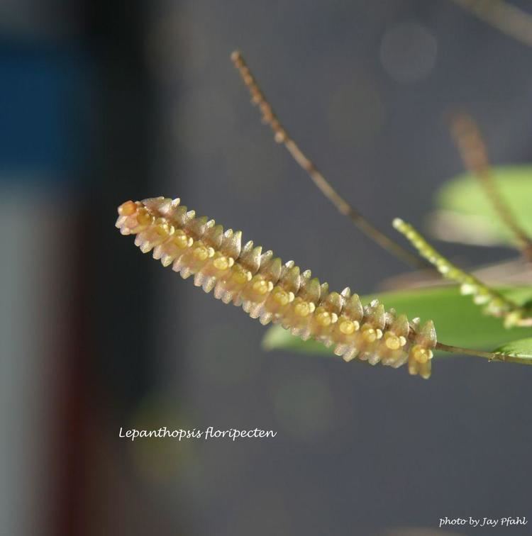 Lepanthopsis IOSPE PHOTOS