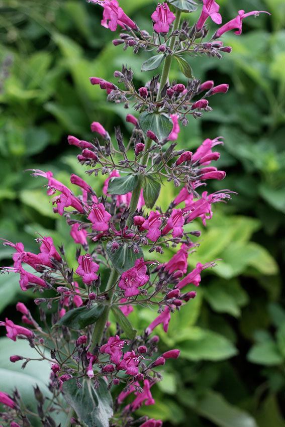 Lepechinia Lepechinia hastata Buy Online at Annie39s Annuals