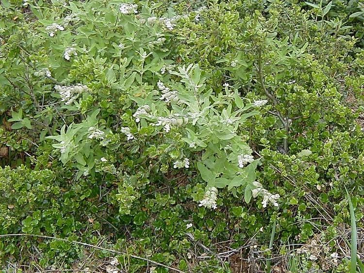 Lepechinia calycina Lepechinia calycina California Pitcher Plant