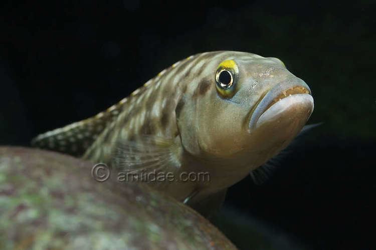 Lepidiolamprologus attenuatus Predatory Lepidiolamprologus species Arofanatics Fish Talk Forums