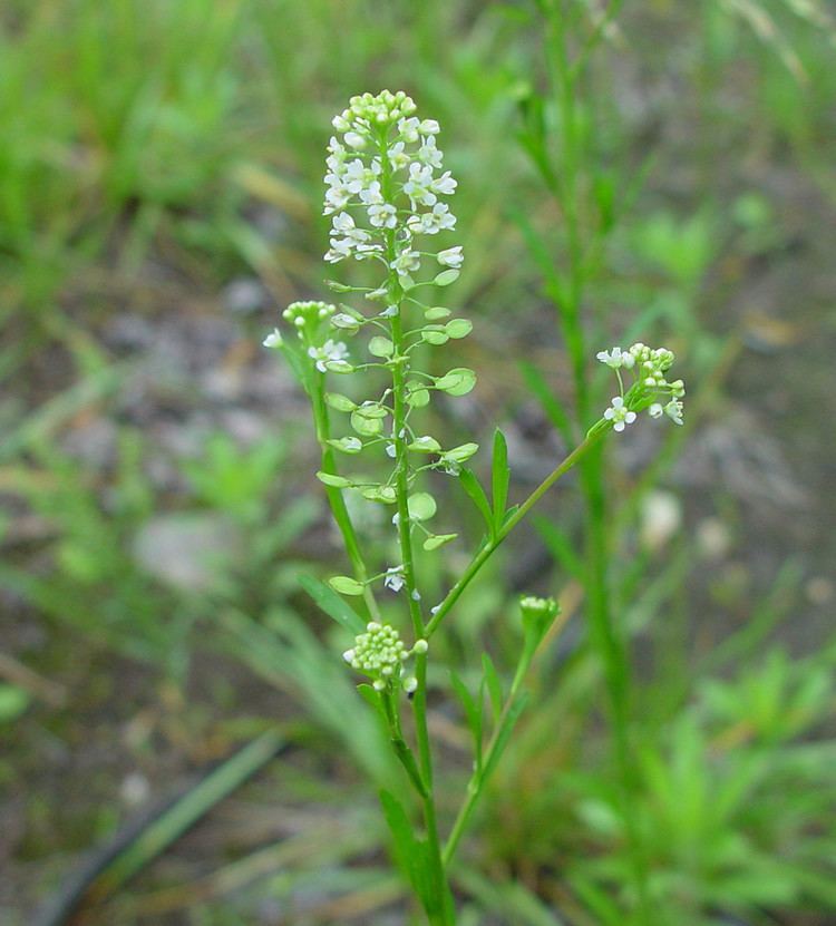 Lepidium Lepidium virginicum poorman39s pepperweed Go Botany