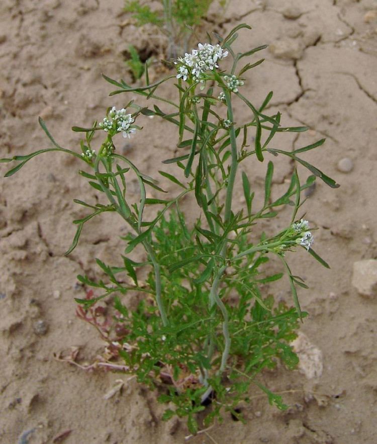 Lepidium Lepidium sativum garden pepperweed Go Botany