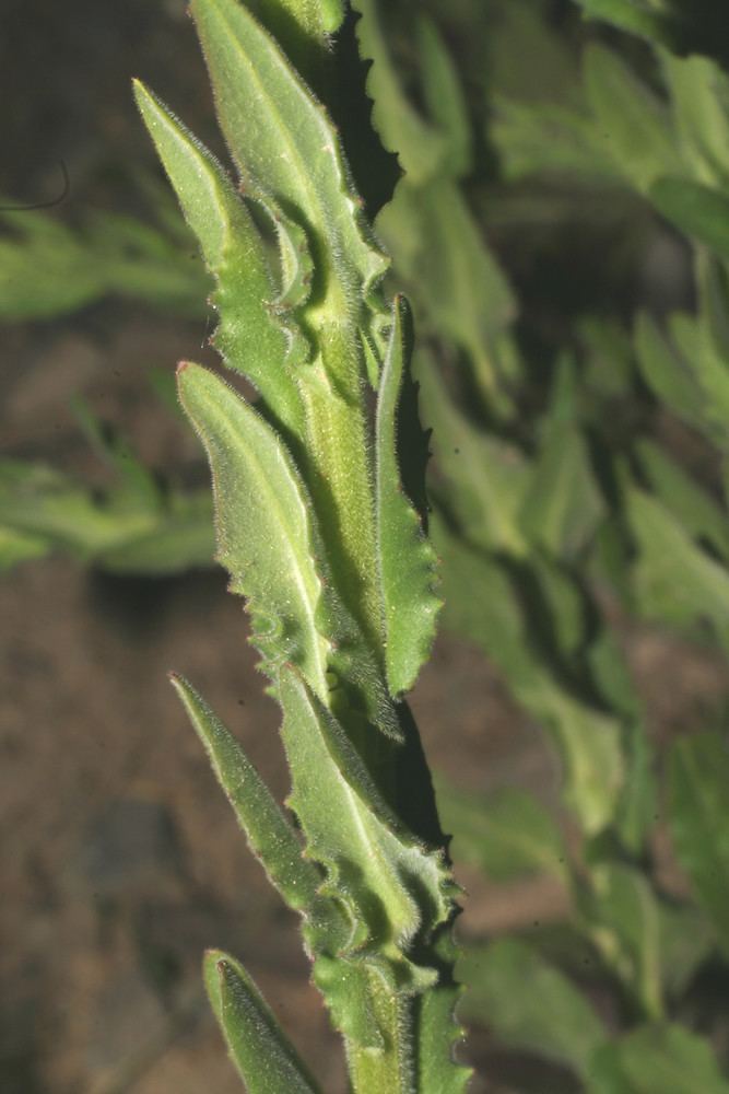 Lepidium campestre Lepidium campestre field pepperweed Go Botany