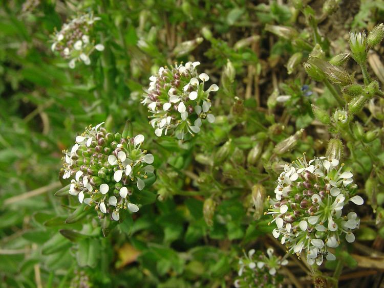 Lepidium campestre Lepidium campestre field pepperweed Go Botany