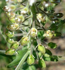 Lepidium campestre httpsuploadwikimediaorgwikipediacommonsthu