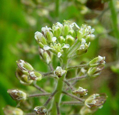 Lepidium campestre Lepidium campestre page