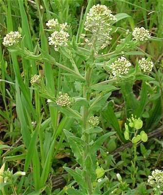 Lepidium campestre Online Virtual Flora of Wisconsin Lepidium campestre