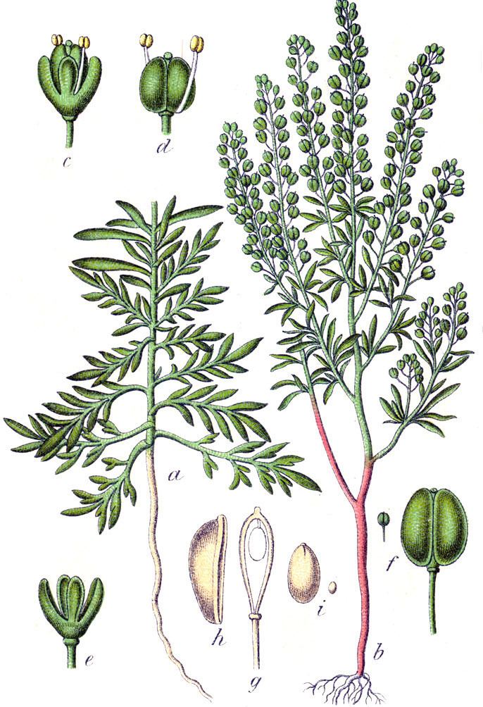 Lepidium Lepidium ruderale Wikipedia