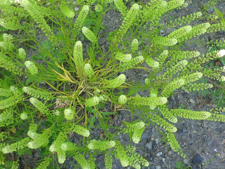 Lepidium densiflorum Lepidium densiflorum prairie pepperweed Go Botany