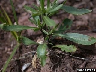 Lepidium densiflorum Lepidium densiflorum Common pepperweed Discover Life
