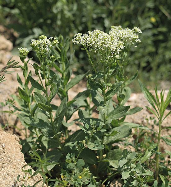 Lepidium draba Cardaria draba Hoary Cress Whitetop PFAF Plant Database