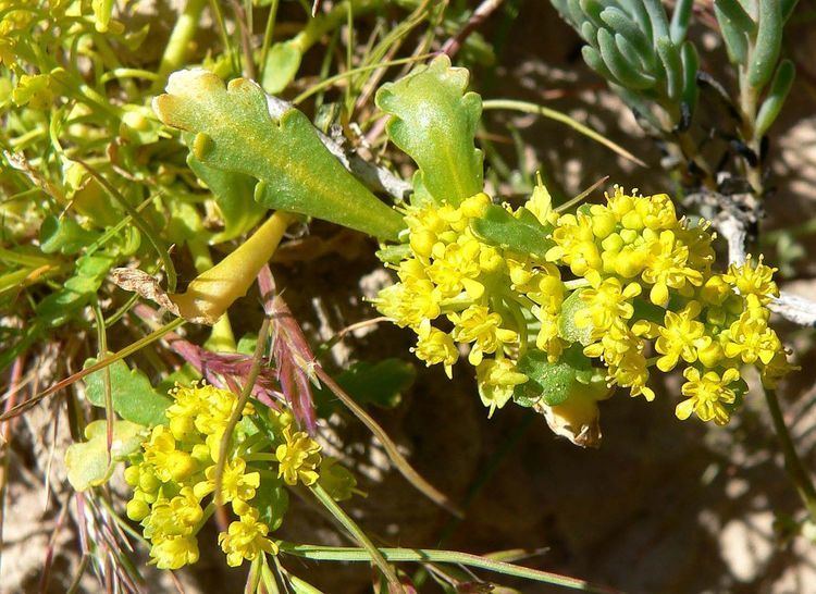 Lepidium flavum httpsuploadwikimediaorgwikipediacommonsthu