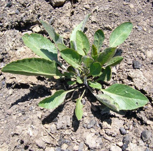 Lepidium latifolium CalPhotos Lepidium latifolium Broadleaf Peppergrass