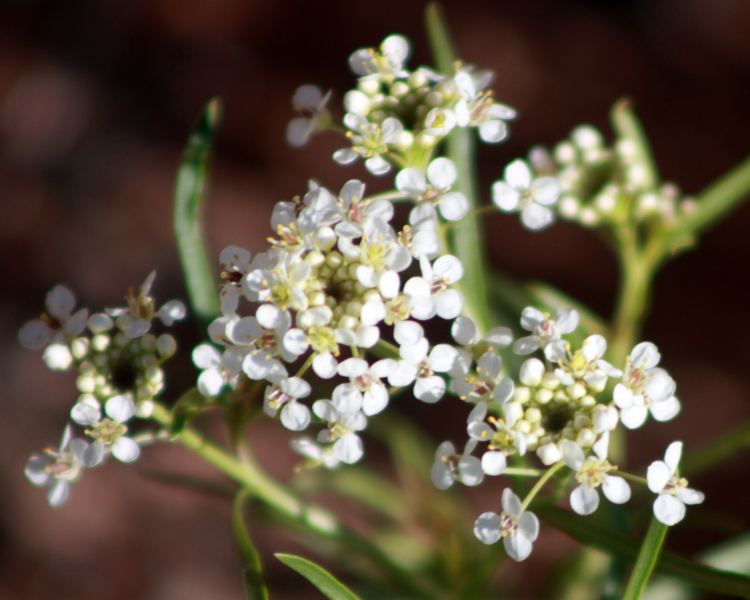 Lepidium montanum FileLepidium montanum var glabrumjpg Wikimedia Commons