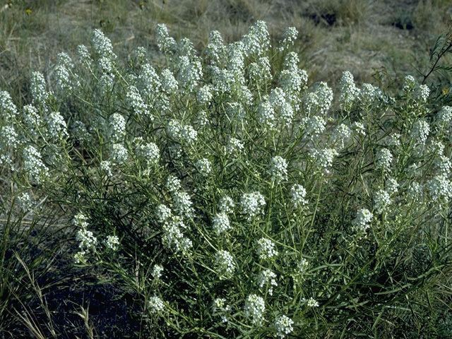 Lepidium montanum Lepidium montanum Mountain peppergrass NPIN