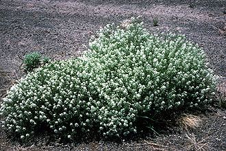 Lepidium montanum Lepidium montanum Wikipedia