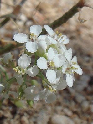 Lepidium montanum Mountain peppergrass