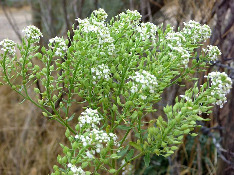 Lepidium montanum Mountain Pepperweed Lepidium Montanum