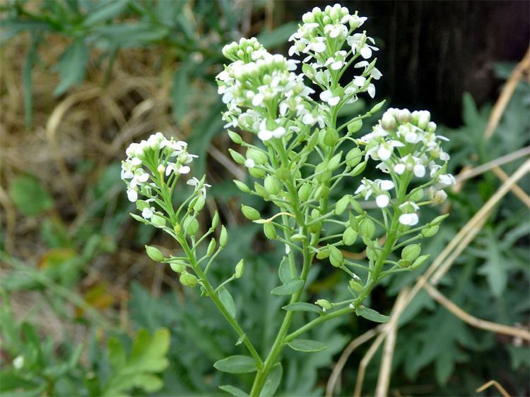 Lepidium montanum wwwamericansouthwestnetplantsphotographs700le