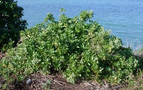 Lepidium oleraceum Lepidium oleraceum New Zealand Plant Conservation Network