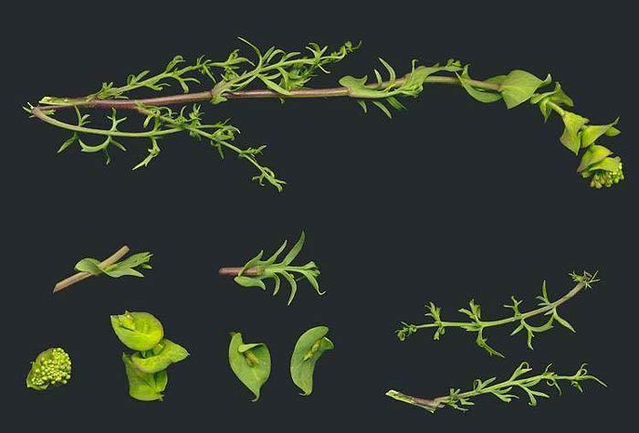Lepidium perfoliatum Lepidium perfoliatum Clasping pepperwort
