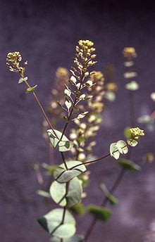Lepidium perfoliatum Lepidium perfoliatum Wikipedia