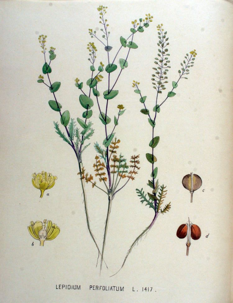 Lepidium perfoliatum FileLepidium perfoliatum Flora Batava Volume v18jpg