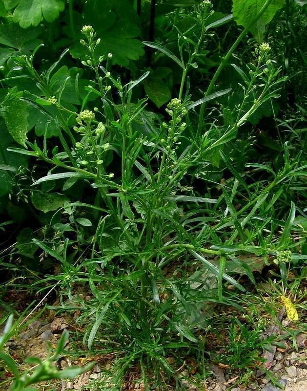 Lepidium ruderale Lepidium ruderale Narrowleaved pepperwort Roadside peppergrass