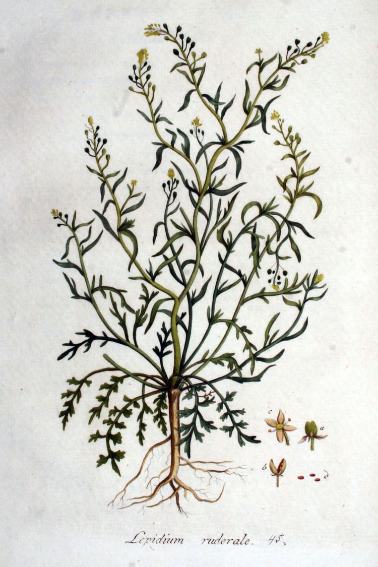 Lepidium ruderale FileLepidium ruderale Flora Batava Volume v1jpg Wikimedia