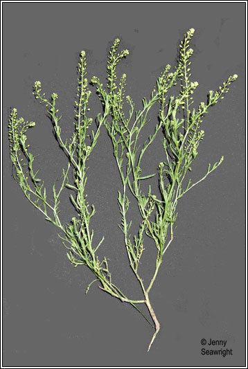 Lepidium ruderale Irish Wildflowers Narrowleaved Pepperwort Lepidium ruderale