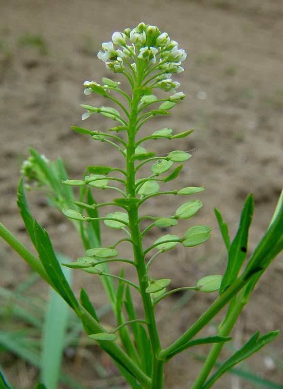 Lepidium virginicum Lepidium virginicum Virginia pepperweed