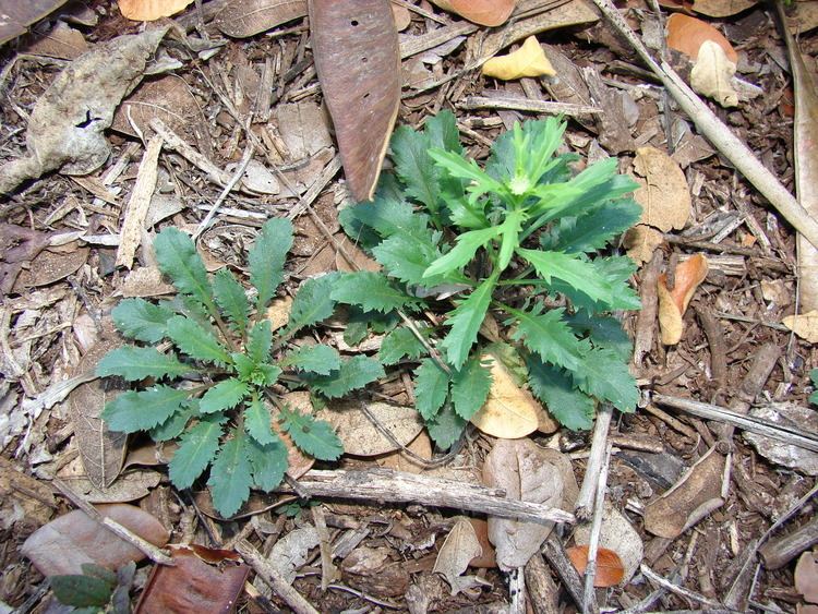 Lepidium virginicum Lepidium virginicumpoorman39s pepperBrassicaceae
