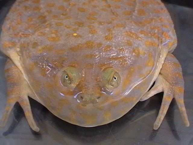 Lepidobatrachus laevis CalPhotos Lepidobatrachus laevis Budgett39s Frog