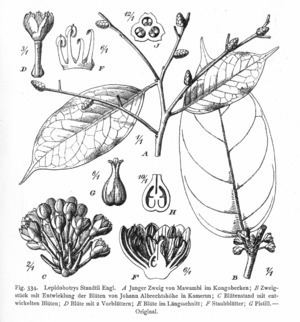 Lepidobotryaceae httpsuploadwikimediaorgwikipediacommonsthu