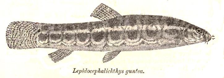 Lepidocephalichthys
