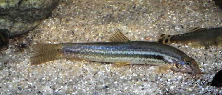 Lepidocephalichthys guntea wwwseriouslyfishcomwpcontentuploads201203L