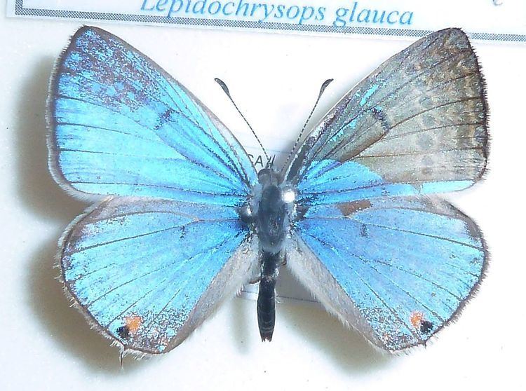 Lepidochrysops glauca